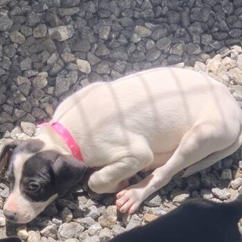 Chai -  Mixed Breed Dog Available for Adoption in Franklin, North Carolina - Chai | PetCurious