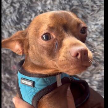 Rescue Chihuahua and Miniature Pinscher Dogs for Adoption in San Diego, California - Sophie | PetCurious