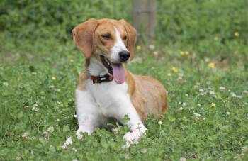 Potter, handsome Foxhound -  American Foxhound Dog for Adoption in Chesapeake, Virginia - Potter, Handsome Foxhound | PetCurious