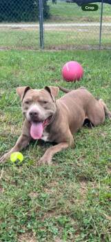 Chief -  Pit Bull Terrier and American Bully Dog for Adoption in Taylorsville, Kentucky - Chief | PetCurious