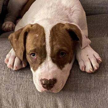 Mixed Breed Dogs Available for Adoption in Northwood, New Hampshire - Dublin | PetCurious