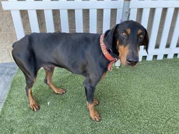 Doberman Pinscher Dogs Available for Adoption in Modesto, California - ARTHUR | PetCurious