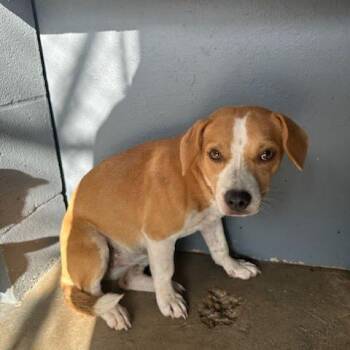 Bennet -  Hound and Catahoula Leopard Dog Dog for Adoption in Austin, Texas - Bennet | PetCurious