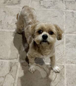Tyson -  Lhasa Apso Dog for Adoption in Elk Grove, California - Tyson | PetCurious