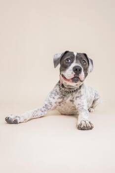 Rescue Boxer Dogs for Adoption in Scottsdale, Arizona - Saint | PetCurious