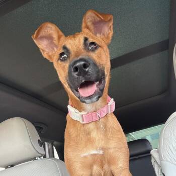 Black Mouth Cur and Retriever Dogs Available for Adoption - Halo | PetCurious