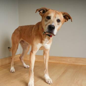 Luke D71364 -  Yellow Labrador Retriever Dog for Adoption in Minnetonka, Minnesota - Luke D71364 | PetCurious