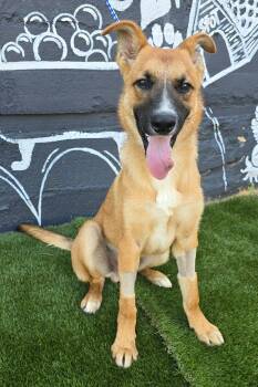 Charlie (foster needed) -  Australian Kelpie and Shepherd Dog for Adoption in New York, New York - Charlie (foster Needed) | PetCurious