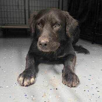 TUSC-Stray-85139 -  Retriever and Mixed Breed Dog for Adoption in Tuscaloosa, Alabama - TUSC-Stray-85139 | PetCurious