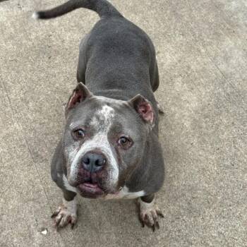 Marjorie -  Mixed Breed Dog for Adoption in Oak Brook, Illinois - Marjorie | PetCurious