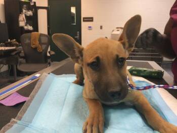 Terrier and Mixed Breed Dogs Available for Adoption - POSH SPICE | PetCurious