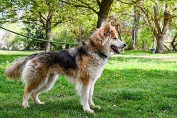 Siberian Husky and German Shepherd Dog Dogs Available for Adoption in Yakima, Washington - Val | PetCurious