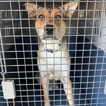 Reeses -  Mixed Breed Dog for Adoption in Huntington, West Virginia - Reeses | PetCurious