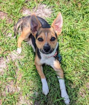 Chihuahua Dogs Available for Adoption in Fort Myers, Florida - Leche | PetCurious