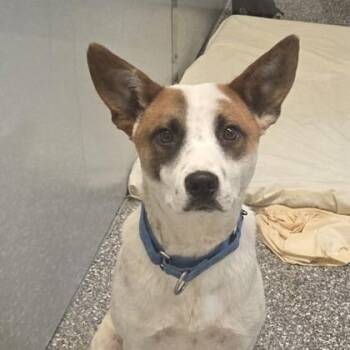Cattle Dog and Mixed Breed Dogs Available for Adoption in Voorhees Township, New Jersey - Granger | PetCurious