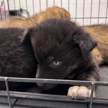 Walnut -  Mixed Breed Dog for Adoption in Taos, New Mexico - Walnut | PetCurious