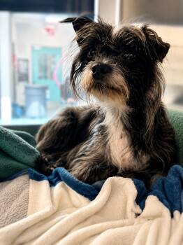 Maybella -  Yorkshire Terrier and Chihuahua Dog for Adoption in New York, New York - Maybella | PetCurious