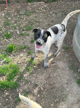 Rescue Mixed Breed Dogs for Adoption in Jackson, Mississippi - JJ | PetCurious