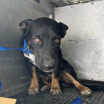 Lorenzo -  Terrier and Mixed Breed Dog for Adoption in Edinburg, Texas - Lorenzo | PetCurious