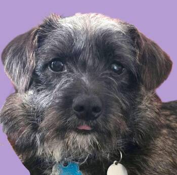 Terrier Dogs Available for Adoption in Savannah, Georgia - Jeffrey | PetCurious