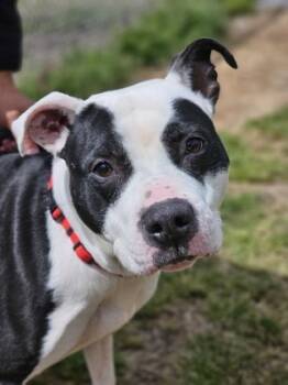 Rescue Mixed Breed Dogs for Adoption in West Chester, Pennsylvania - Harley | PetCurious