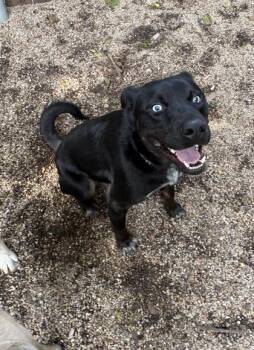Tony -  Border Collie and Mixed Breed Dog for Adoption in New Orleans, Louisiana - Tony | PetCurious