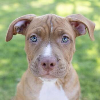 Koda -  Mastiff and Pit Bull Terrier Dog for Adoption in Dublin, California - Koda | PetCurious