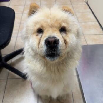 Chow Chow Dogs Available for Adoption in Pekin, Illinois - Blippy | PetCurious
