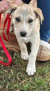 Labrador Retriever and Catahoula Leopard Dog Dogs Available for Adoption - Allie | PetCurious