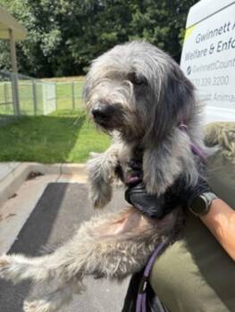 Field Bld - 3 Sister -  Terrier Dog for Adoption in Lawrenceville, Georgia - Field Bld - 3 Sister | PetCurious