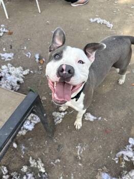Paulina -  Pit Bull Terrier Dog for Adoption in Indianapolis, Indiana - Paulina | PetCurious