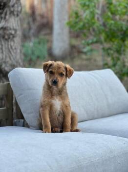 Catahoula Leopard Dog Dogs Available for Adoption in Colorado Springs, Colorado - Nugget | PetCurious