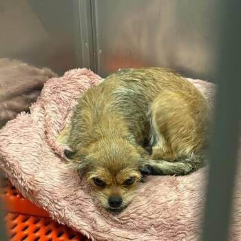 Poppy -  Terrier and Mixed Breed Dog for Adoption in Royse City, Texas - Poppy | PetCurious