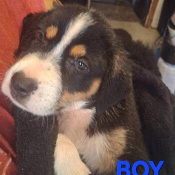 Bandit -  Hound and Mixed Breed Dog for Adoption in Corpus Christi, Texas - Bandit | PetCurious