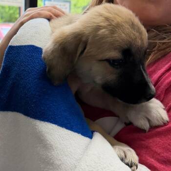 Honey -  Mixed Breed Dog for Adoption in Walker, Michigan - Honey | PetCurious