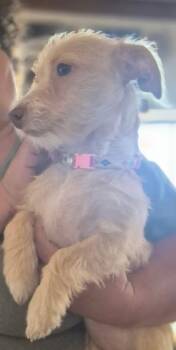 Lily -  Cairn Terrier and Chihuahua Dog for Adoption in Thompson Falls, Montana - Lily | PetCurious