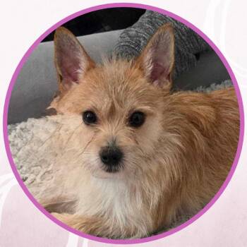 Lovette -  Mixed Breed Dog for Adoption in Toms River, New Jersey - Lovette | PetCurious