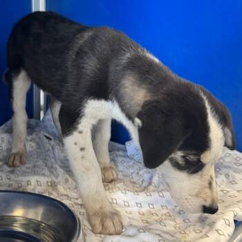 110442 -  Mixed Breed Dog for Adoption in Las Cruces, New Mexico - 110442 | PetCurious