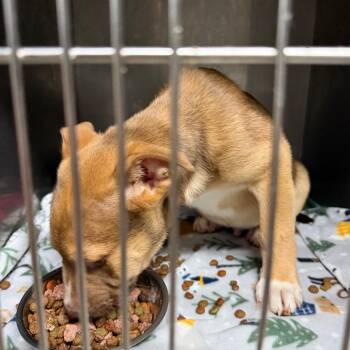 Bandit -  Terrier and Mixed Breed Dog for Adoption in Madisonville, Kentucky - Bandit | PetCurious