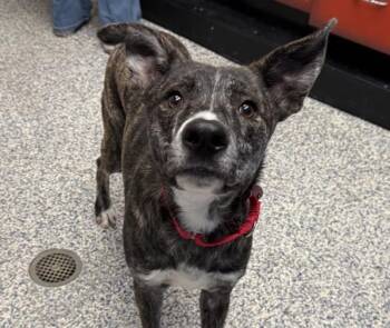 Hound Dogs Available for Adoption - Wally | PetCurious