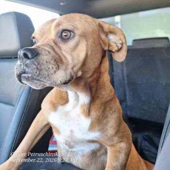 Mama B -  Staffordshire Bull Terrier Dog for Adoption in Portland, Texas - Mama B | PetCurious
