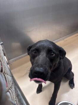 Labrador Retriever and Mixed Breed Dogs Available for Adoption in Burgaw, North Carolina - Dolly | PetCurious