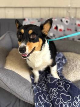 Massie -  Corgi Dog for Adoption in Fort Worth, Texas - Massie | PetCurious