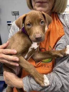 Gretel -  Labrador Retriever Dog for Adoption in Orland Hills, Illinois - Gretel | PetCurious