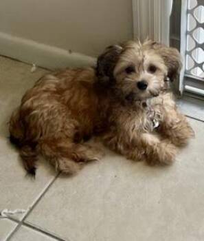 Stuart -  Morkie Dog for Adoption in Tifton, Georgia - Stuart | PetCurious