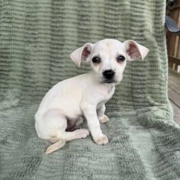 Dachshund and Terrier Dogs Available for Adoption in Carencro, Louisiana - Messenger | PetCurious