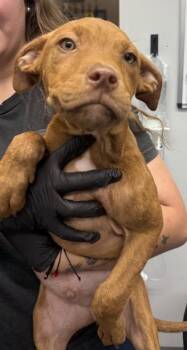 3789B Bayou -  American Staffordshire Terrier and Mixed Breed Dog for Adoption in North Charleston, South Carolina - 3789B Bayou | PetCurious