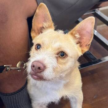 Guero -  Chihuahua Dog for Adoption in Goleta, California - Guero | PetCurious