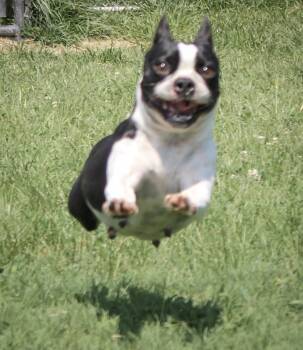 Franny -  Boston Terrier Dog for Adoption in Neosho, Missouri - Franny | PetCurious