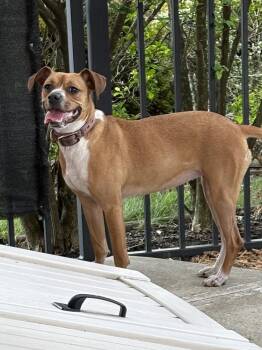 Addie -  Beagle and Boxer Dog for Adoption in Irwin, Pennsylvania - Addie | PetCurious
